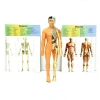 Üreticiniz The Human Body İnsan Vücudu 3d Eğitim Seti 3302