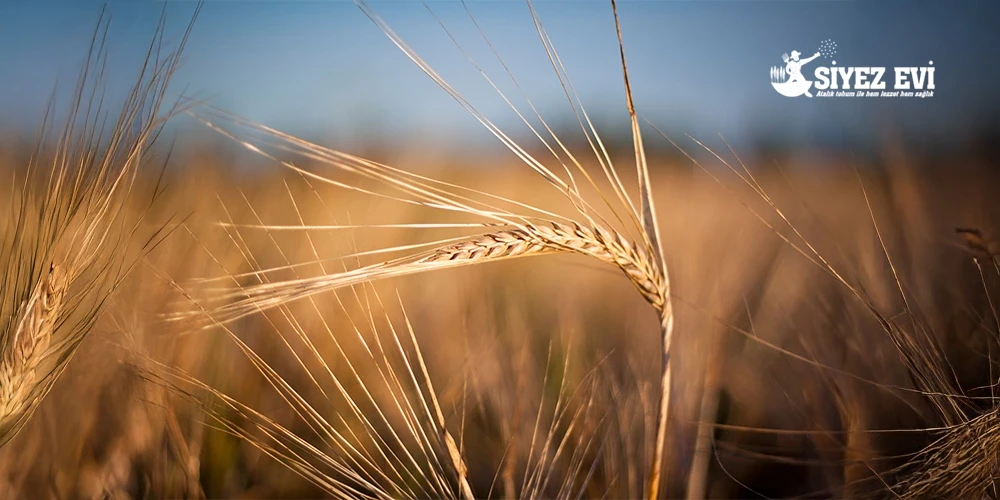 Atalık Buğday ve Biodiversite: Siyez’in Geleceğe Katkısı