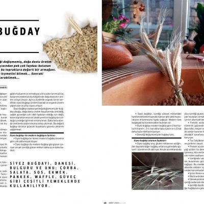 Atalık Buğday Siyez