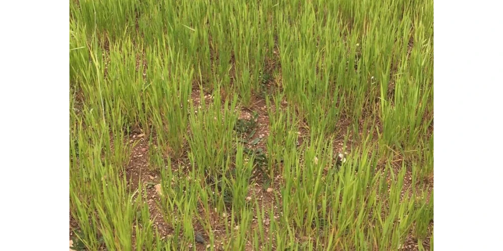 Atalık Tohum Nedir?