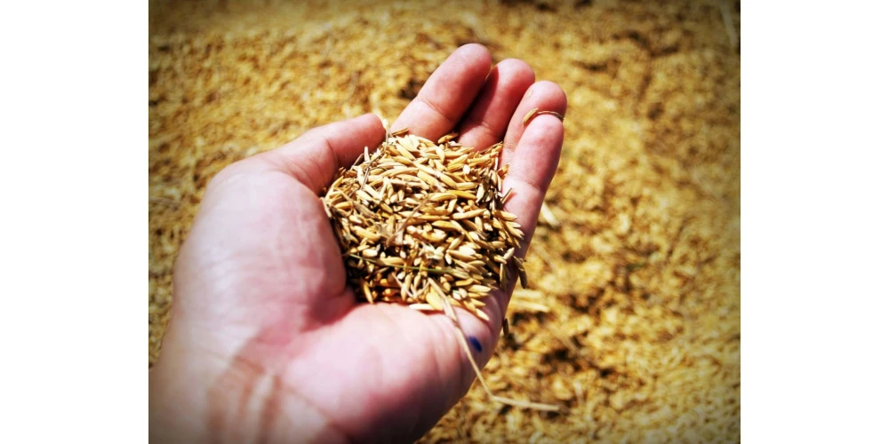 Hibrit Tohum, Yerli Tohum ve GDO’lu Tohum Nedir?