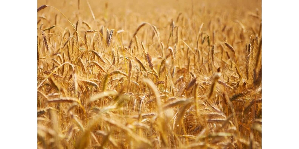 Kastamonu’dan Gelen Lezzet: Siyez Buğdayı Üretim Aşamaları