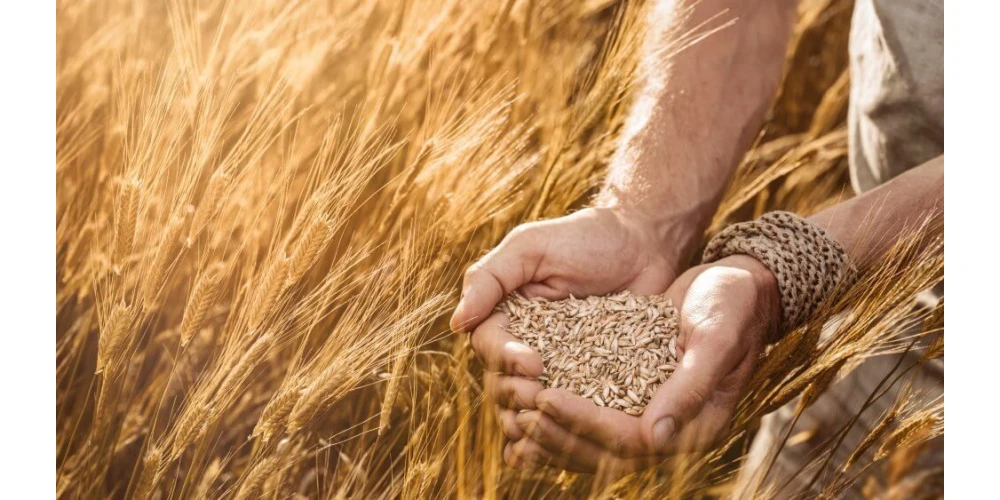 Siyez Buğdayı Coğrafi İşaretli Olarak Tescillendi