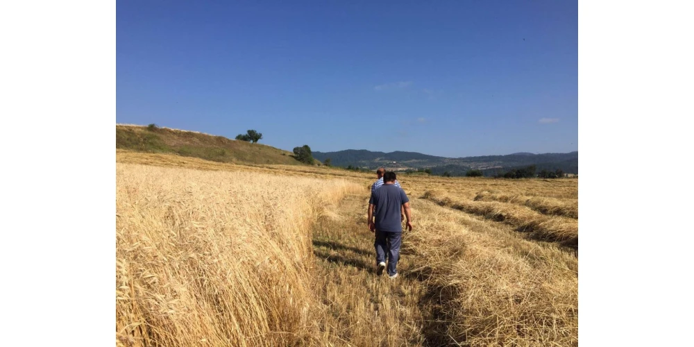 Siyez Unu Nedir? Siyez Ununun Faydaları Nelerdir?