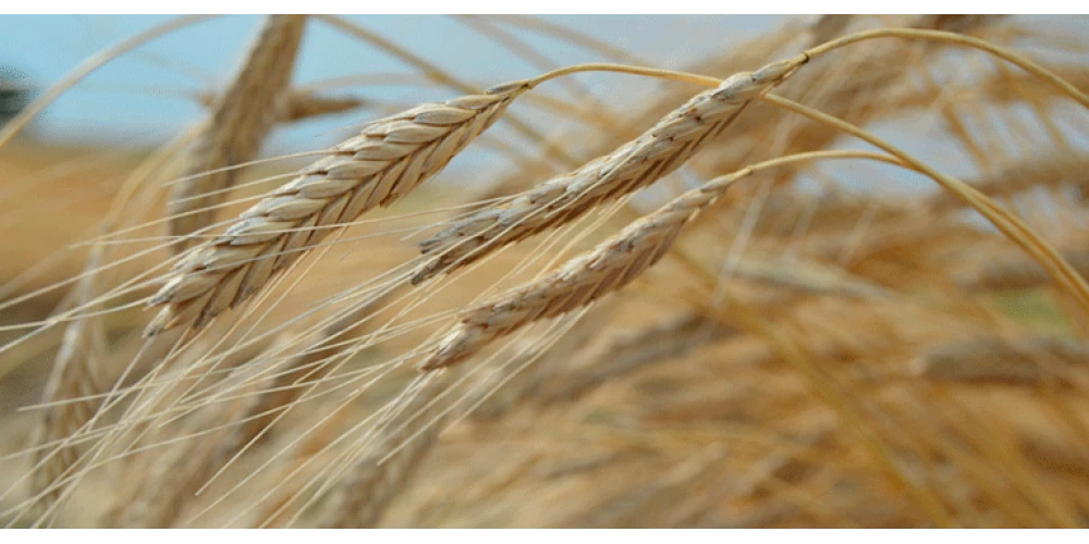 Sofranızda Siyez Buğdayına Yer Açın!