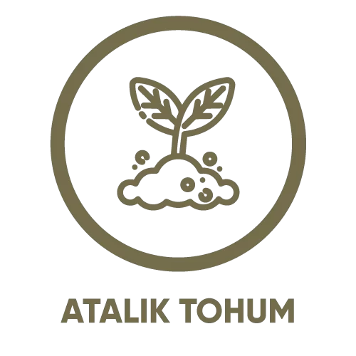 atalık tohum