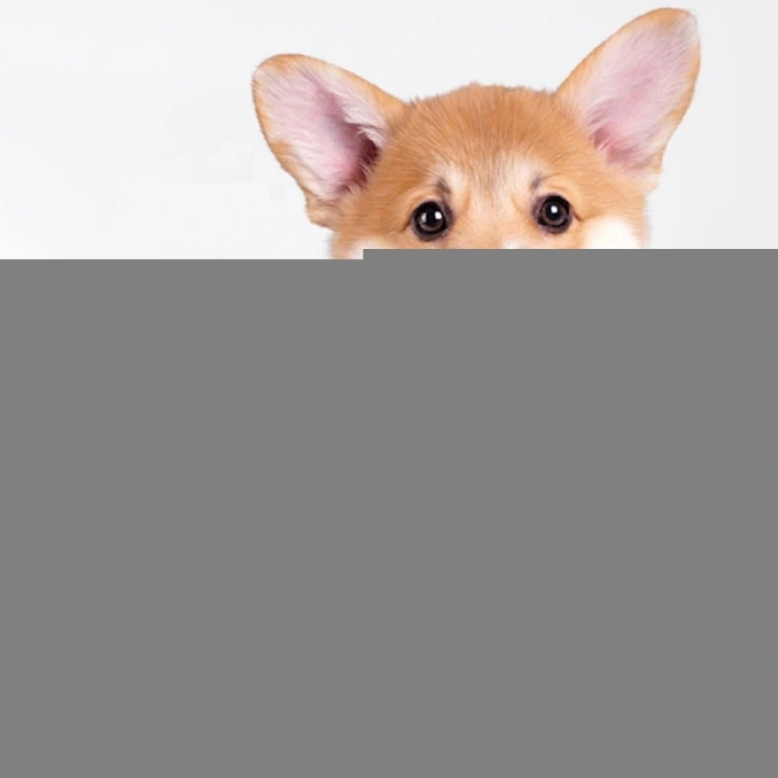 Evcil Hayvan Takılabilir Suluk Başlığı