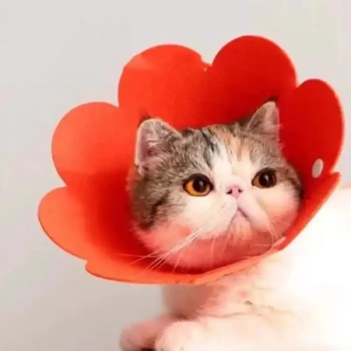 AsilTech Evcil Hayvan L Boy Keçe Elizabeth Yakalığı