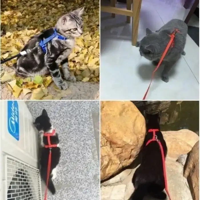 AsilTech Kedi Tasması
