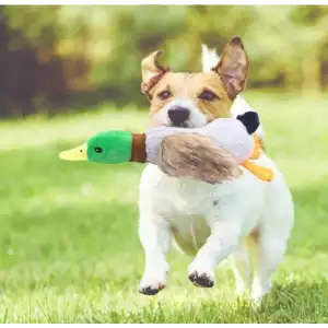 AsilTech Sesli Ördek Şekilli Peluş Köpek Oyuncağı
