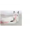 AsilTech Kedi Gezdirme Göğüs Tasması