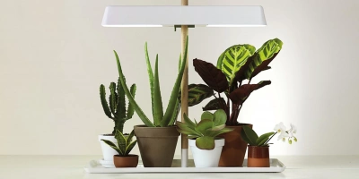 Salon Bitkileri Nelerdir? En Popüler Salon Bitkileri ve Özellikleri