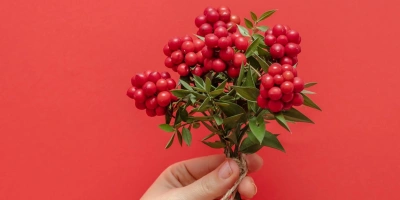 Yılbaşı Çiçeği: Kokina