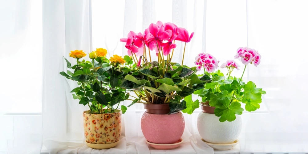 Evinizi Güzelleştirecek Renk Renk Çiçek Tavsiyeleri
