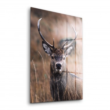 Decovetro Erkek Geyik Cam Tablo 30x40 cm