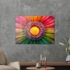 Decovetro Cam Tablo Gökkuşağı Papatya 70x100 cm