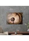 Decovetro Cam Tablo Old World Map 50x70 cm