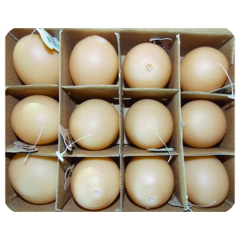 Eastland Plastik Yumurta Oyn. 12li 5cm
