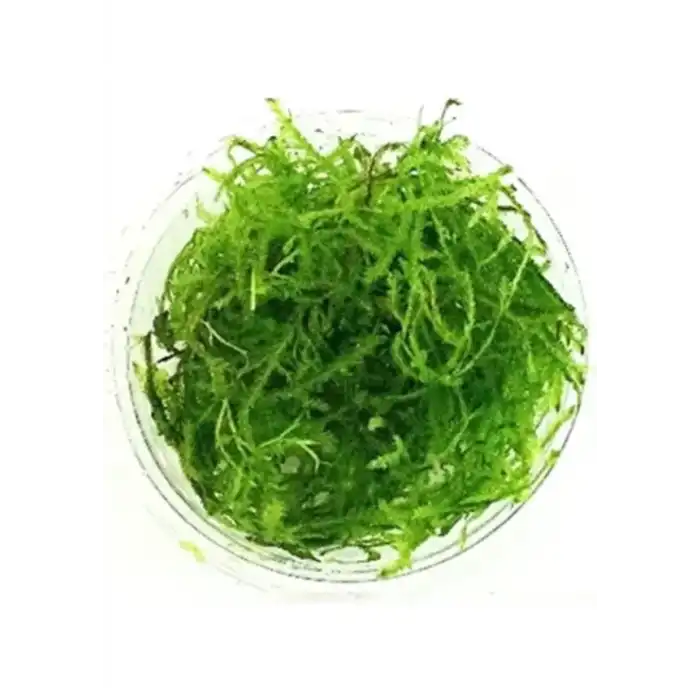 Canlı Java Moss Bitkisi, Akvaryum Dekorasyonu İçin