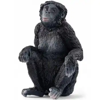 Bonobo