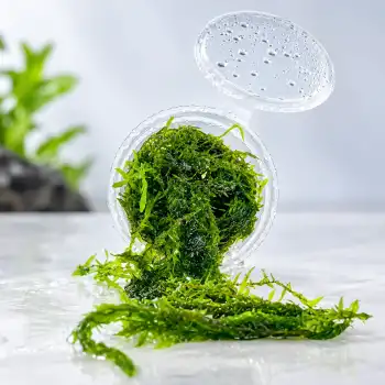 Canlı Java Moss Bitkisi, Akvaryum Dekorasyonu İçin