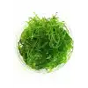 Canlı Java Moss Bitkisi, Akvaryum Dekorasyonu İçin