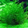 Canlı Java Moss Bitkisi, Akvaryum Dekorasyonu İçin