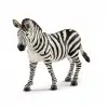 Dişi Zebra