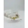Xupıng Küpe