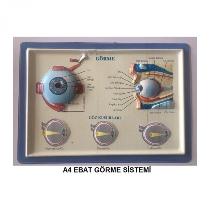 KABARTMA ANATOMİ LEVHASI - GÖRME SİSTEMİ A4 BOYUTLU