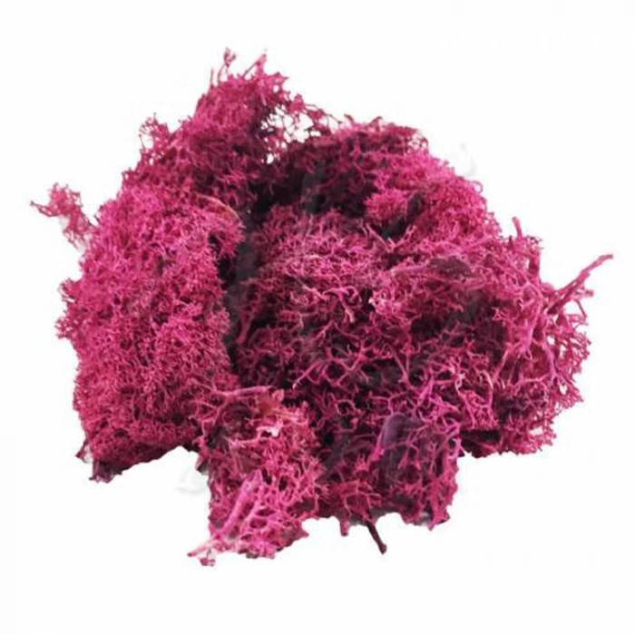 JORDANIA YOSUN MENEKŞE