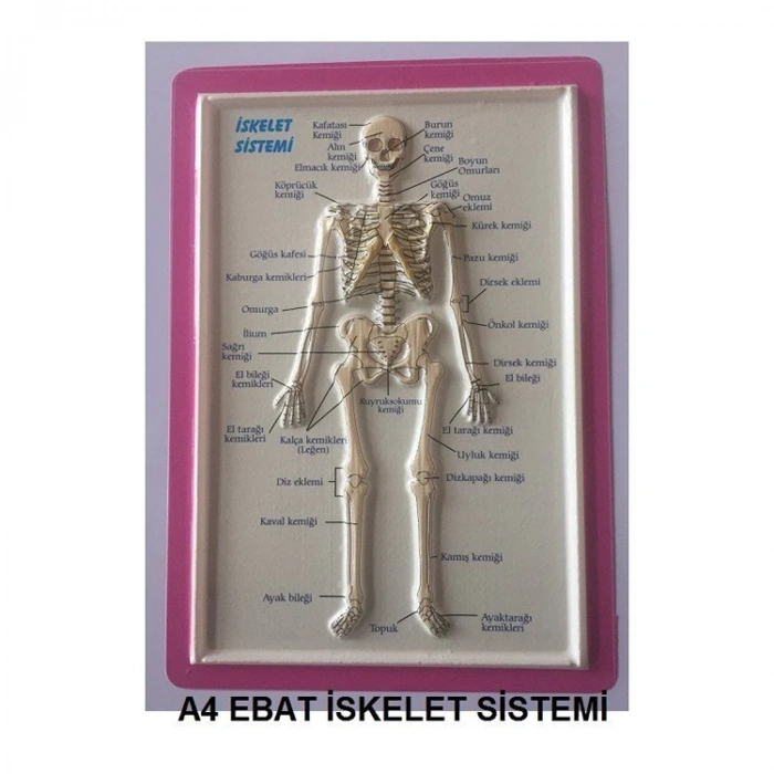 KABARTMA ANATOMİ LEVHASI - İSKELET SİSTEMİ A4 BOYUTLU