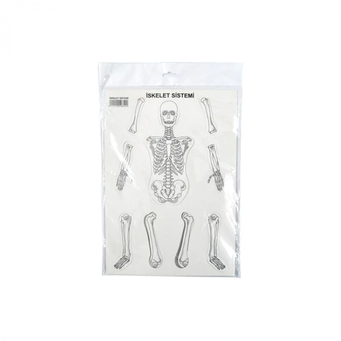 KAR İSKELET SİSTEMİ