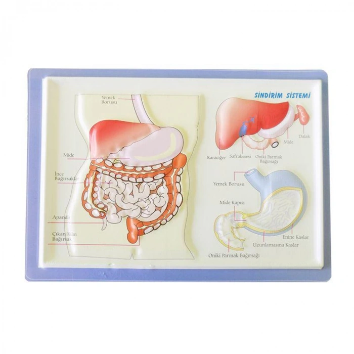 KABARTMA ANATOMİ LEVHASI - SİNDİRİM SİSTEMİ A4 BOYUTLU