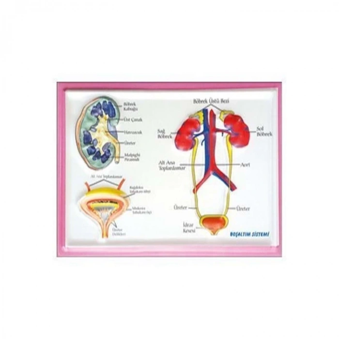 KABARTMA ANATOMİ LEVHASI - BOŞALTIM SİSTEMİ A4 BOYUTLU