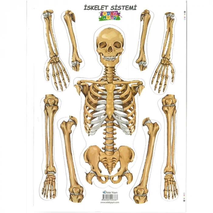 ODAK İSKELET SİSTEMİ KARTON 25x35