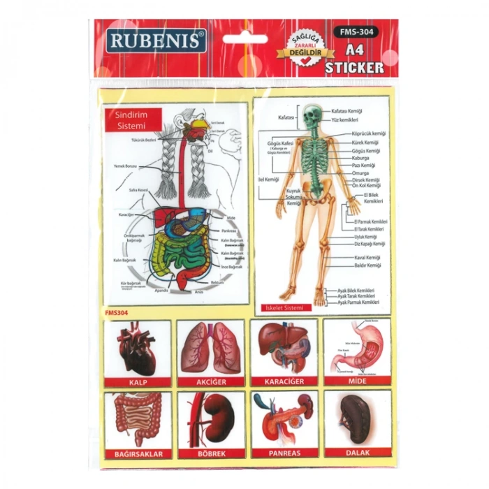 RUBENİS İÇ ORGANLAR RESİMLİ STİCKER