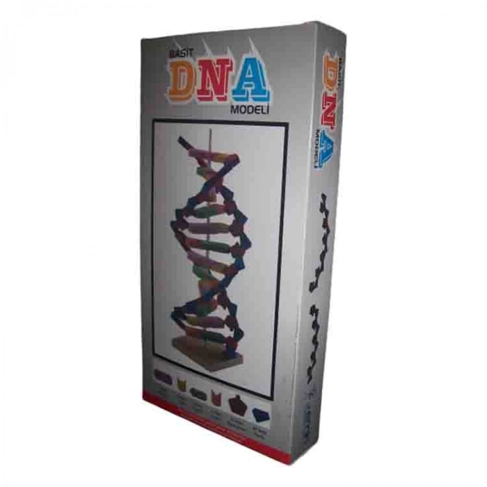 EMİN İŞ EĞİTİMİ EM3002 BASİT DNA MODELİ YAPIM S