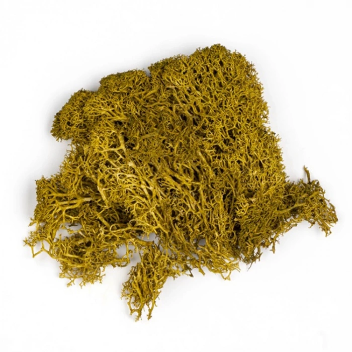 JORDANIA MAKET JE00-0501013 YOSUN AÇIK YEŞİL 10gr.