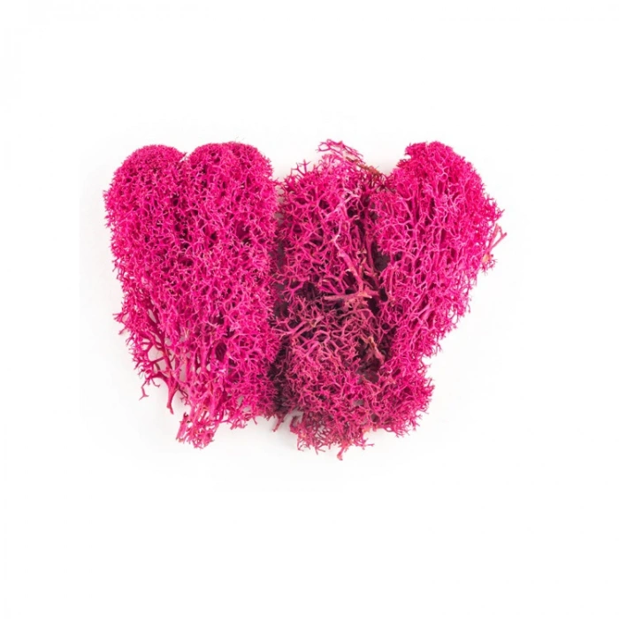 JORDANIA MAKET JE00-0502045 YOSUN MENEKŞE 10gr.