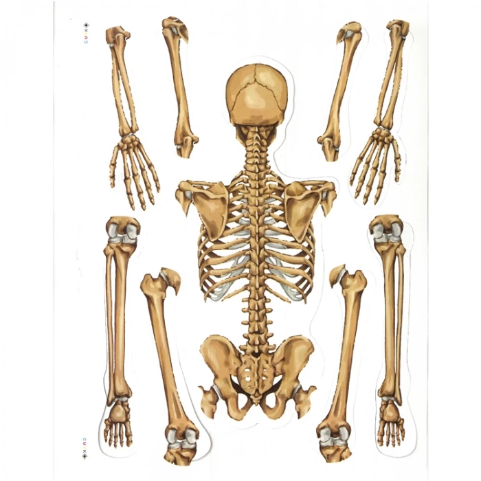 ODAK İSKELET SİSTEMİ KARTON 25x35