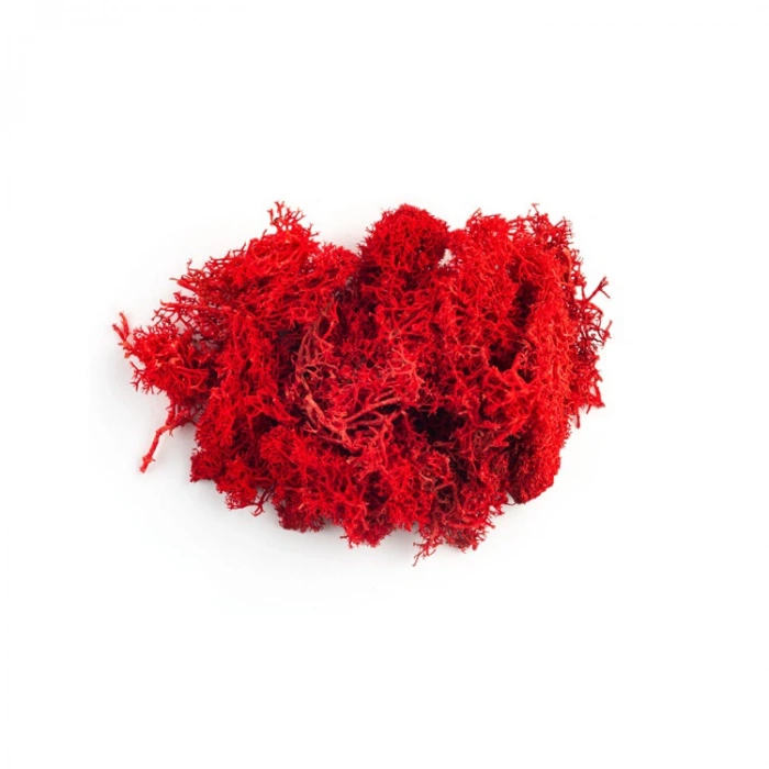 JORDANIA MAKET JE00-0503011 YOSUN KIRMIZI 10gr.