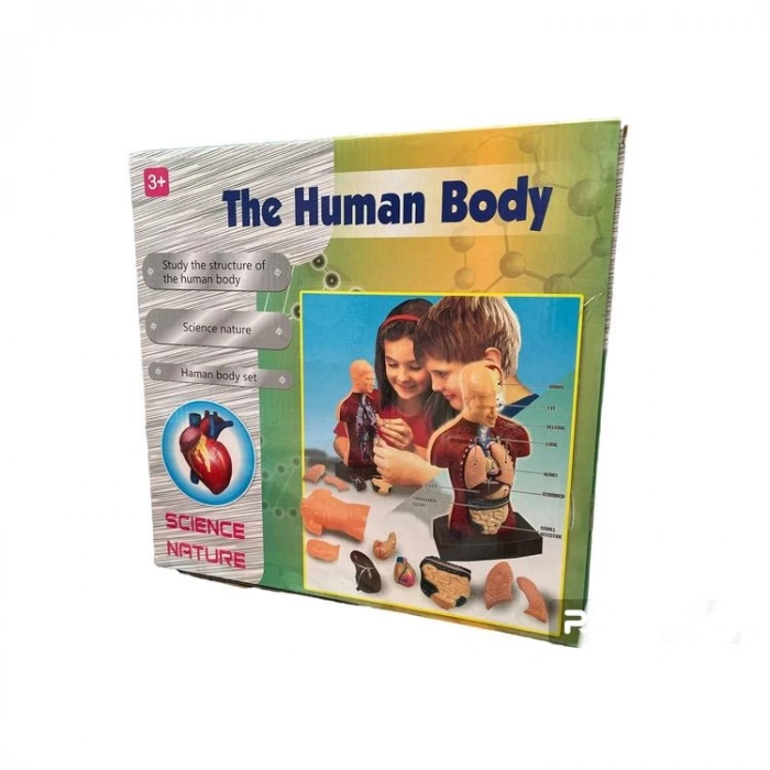 KIZILKAYA KZL-3301 KUTULU İNSAN VÜCUDU