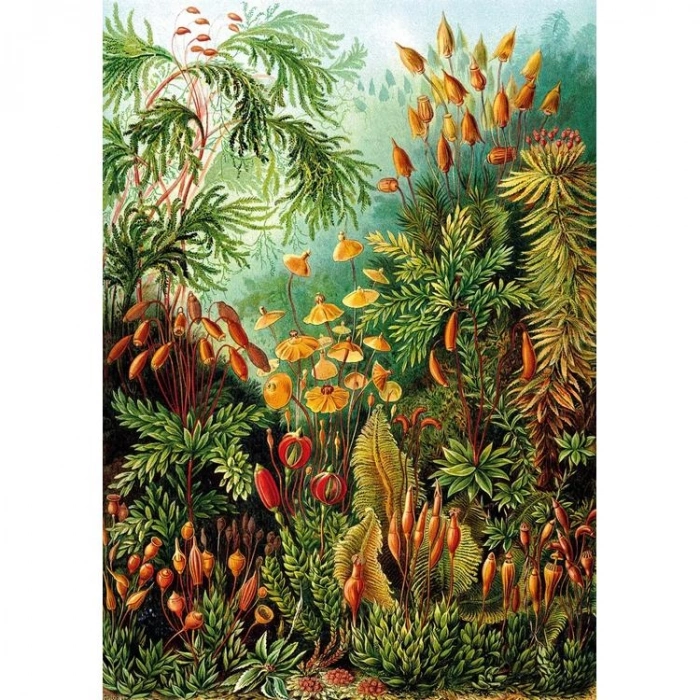 KS GAMES 20702 MUSCINAE 68x48cm YAPBOZ/PUZZLE 1000 PARÇA