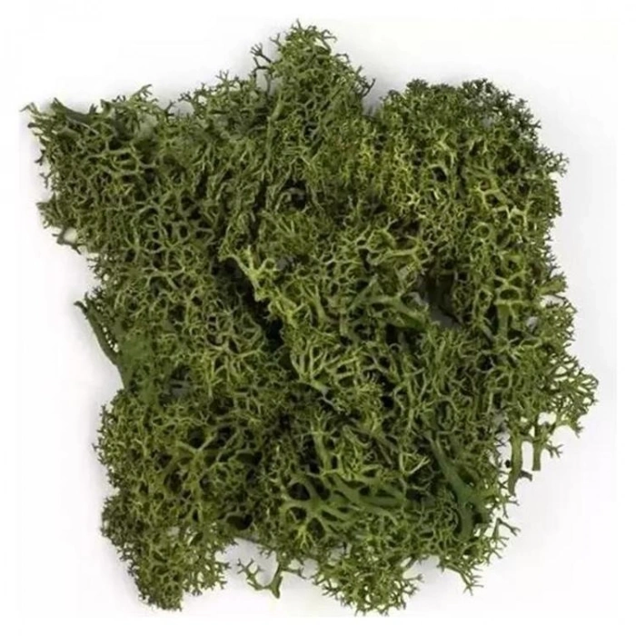 JORDANIA MAKET JE00-0501226 YOSUN YAPRAK YEŞİLİ 10gr.