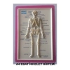 KABARTMA ANATOMİ LEVHASI - İSKELET SİSTEMİ A4 BOYUTLU