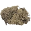JORDANIA MAKET JE00-0508000 YOSUN NATUREL 10gr.