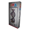 EMİN İŞ EĞİTİMİ EM3002 BASİT DNA MODELİ YAPIM S