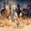 KS GAMES 20769 WILD HORSES 68x48cm YAPBOZ/PUZZLE 1000 PARÇA