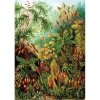KS GAMES 20702 MUSCINAE 68x48cm YAPBOZ/PUZZLE 1000 PARÇA